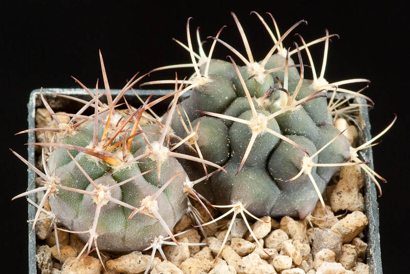 Gymnocalycium lumbrerasense FR 962